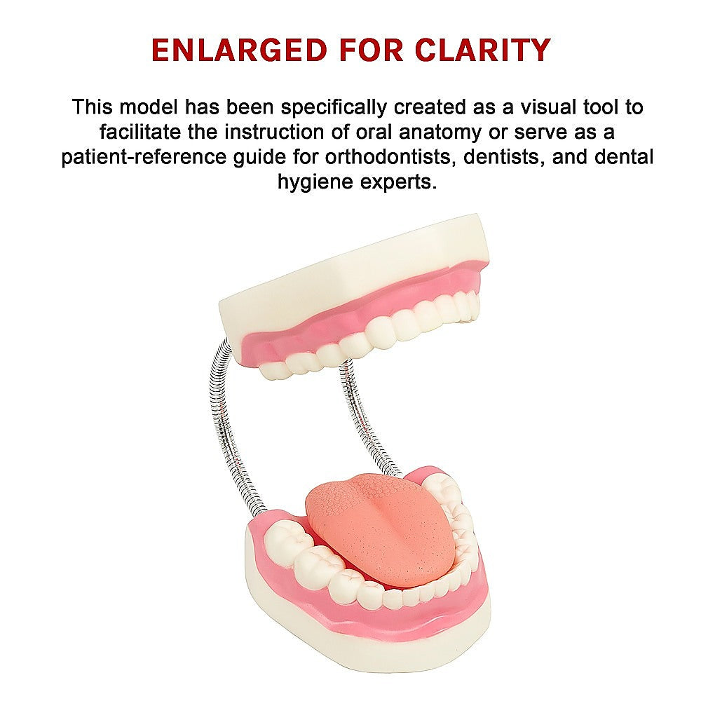 Dental tooth brushing model by Hlpmedical showing detailed teeth for dental care practice and oral hygiene education.