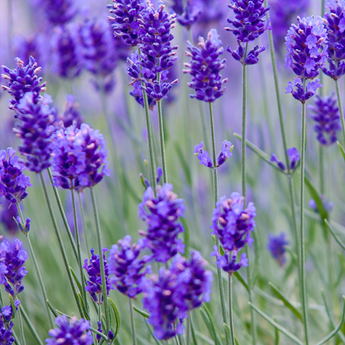 Bottle of Hlpmedical Lavender Essential Oil for massage and relaxation, with lavender flowers and dropper cap visible.