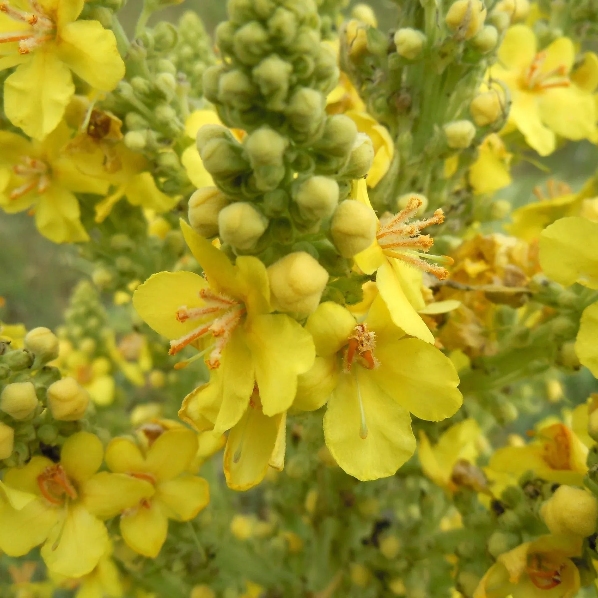 Dried organic mullein leaf in 400g package, herbal supplement for respiratory health, from Hlpmedical.