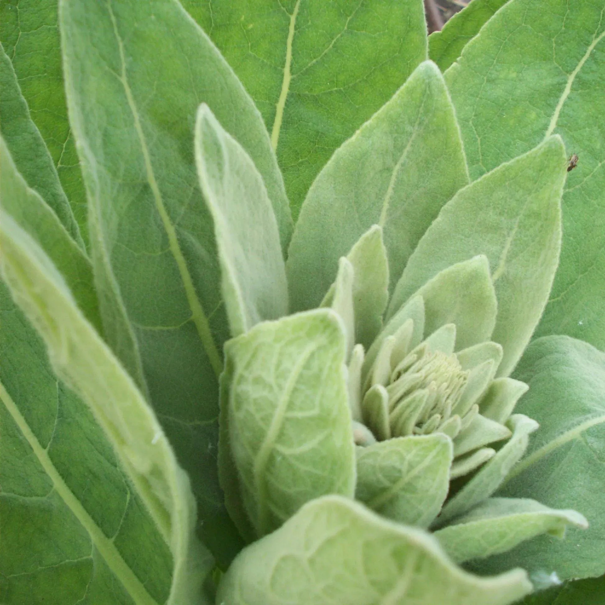 Dried 400g organic mullein leaf herbal supplement from Hlpmedical, used for respiratory health and herbal remedies.
