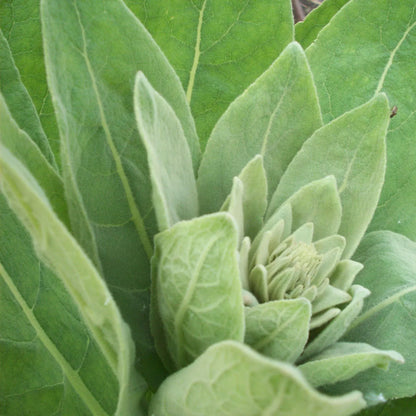 Dried 400g organic mullein leaf herbal supplement from Hlpmedical, used for respiratory health and herbal remedies.