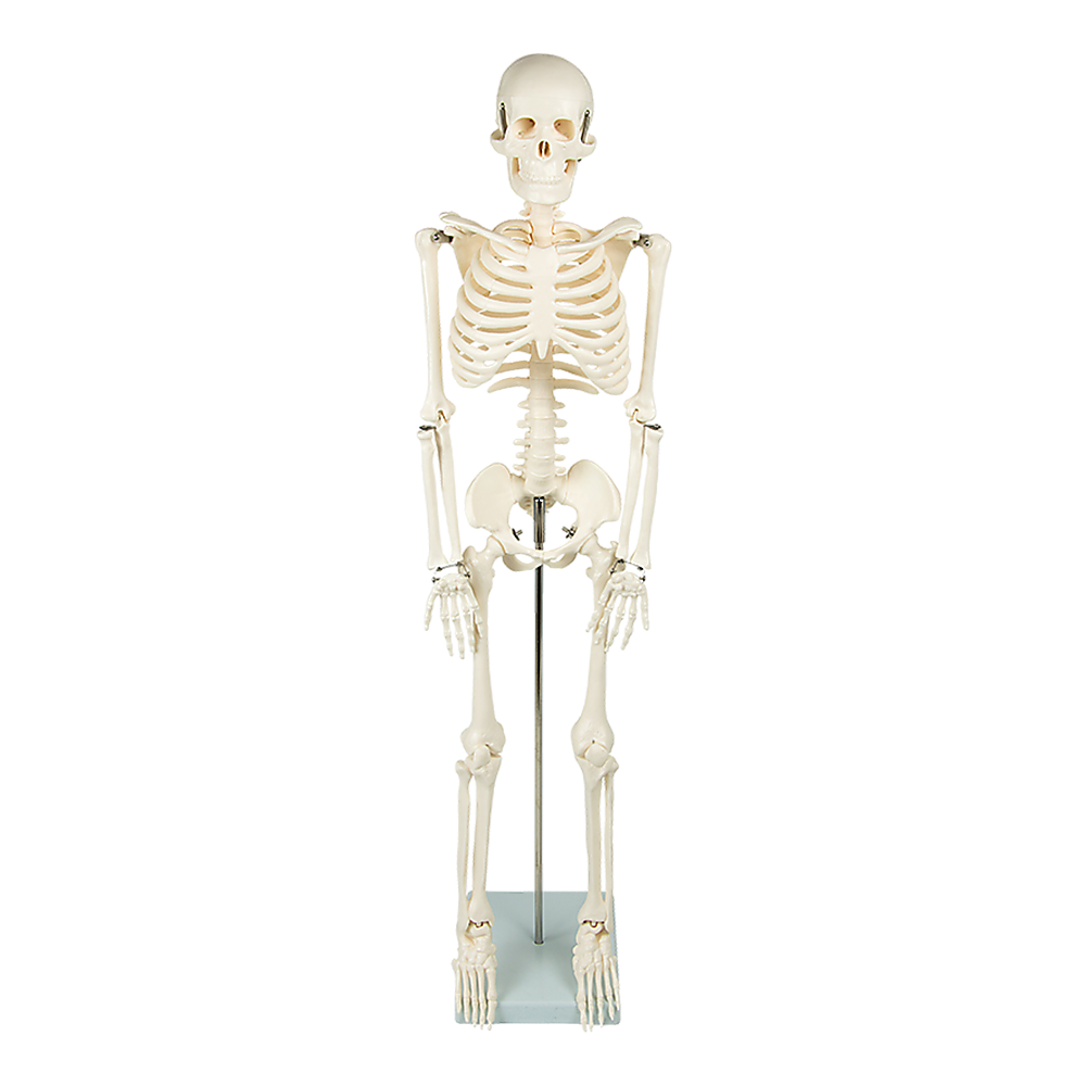 An 85cm tall human skeleton model with stand from Hlpmedical, used for educational anatomy and medical teaching.