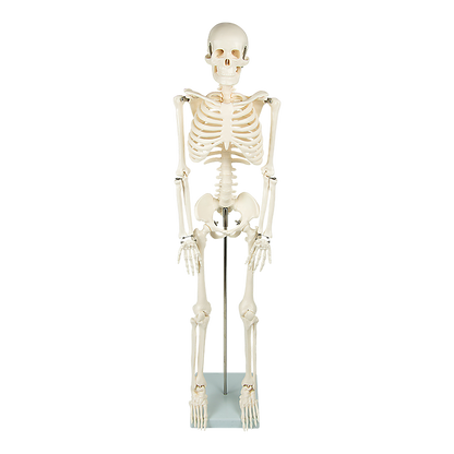 An 85cm tall human skeleton model with stand from Hlpmedical, used for educational anatomy and medical teaching.