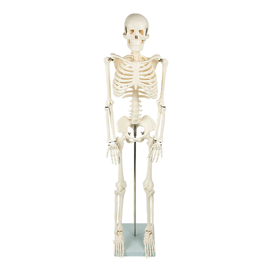 An 85cm tall human skeleton model with stand from Hlpmedical, used for educational anatomy and medical teaching.