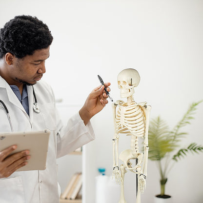 An 85cm tall anatomical human skeleton model with stand, designed for medical education and anatomy study for kids.