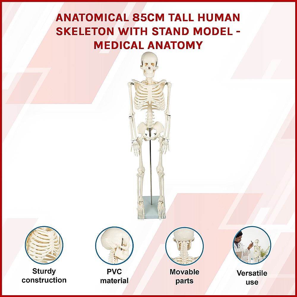 An 85cm tall human skeleton model with stand, designed for medical anatomy education, suitable for kids' activity and learning.