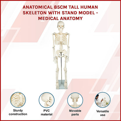 An 85cm tall human skeleton model with stand, designed for medical anatomy education, suitable for kids' activity and learning.