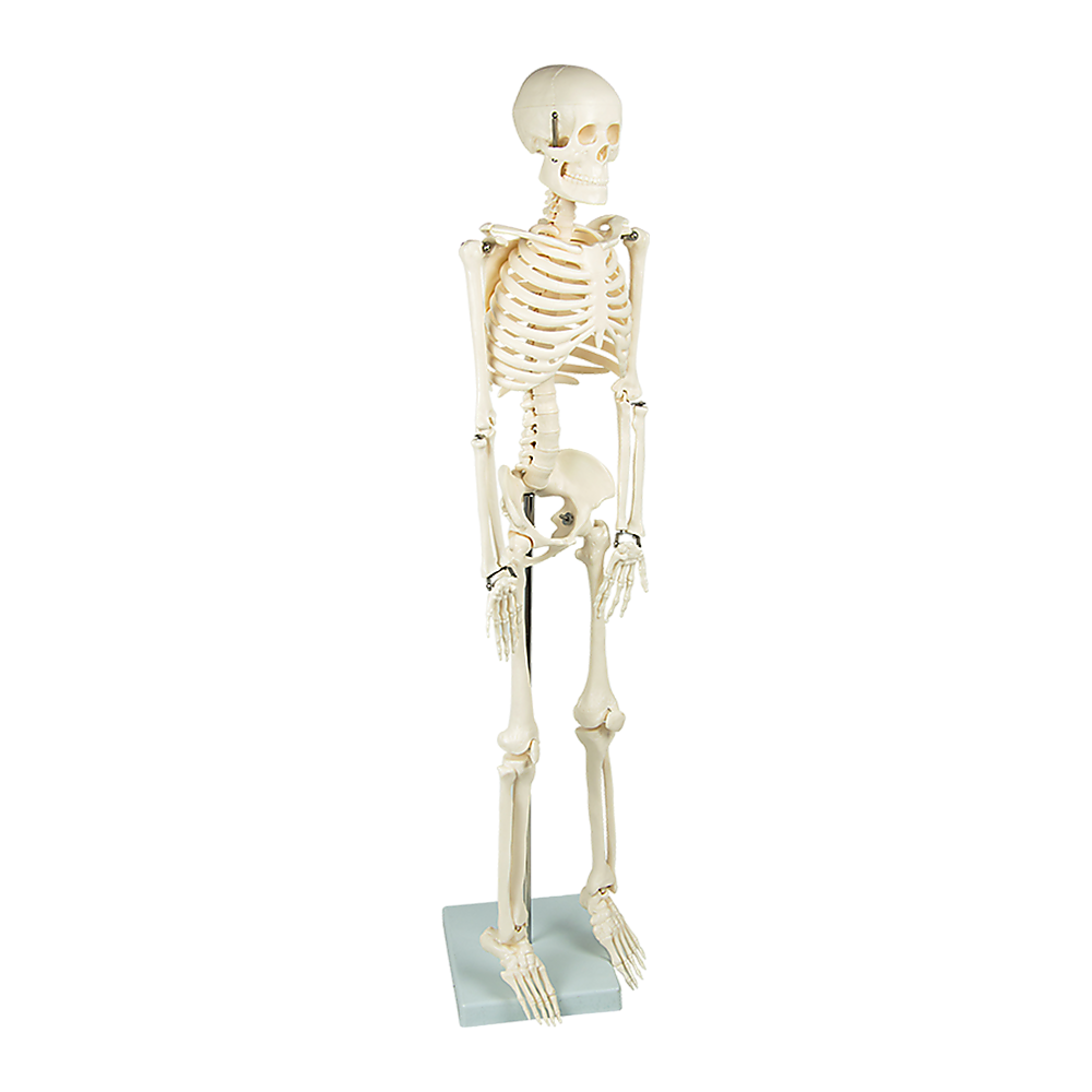 An 85cm tall human skeleton model with stand, designed for medical anatomy education for kids and babies, by Hlpmedical.