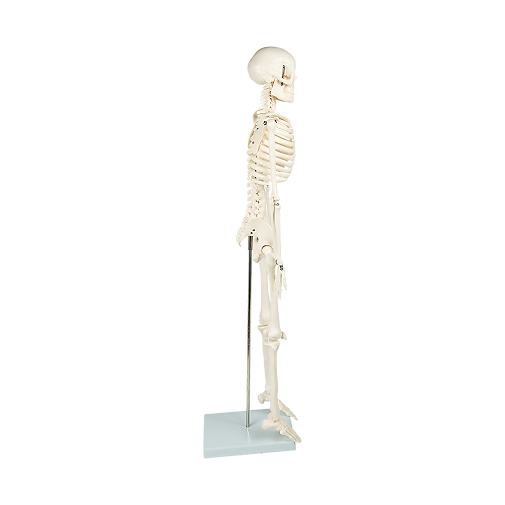 An 85cm tall human skeleton model with stand, designed for medical anatomy education, suitable for kids' activity toy.