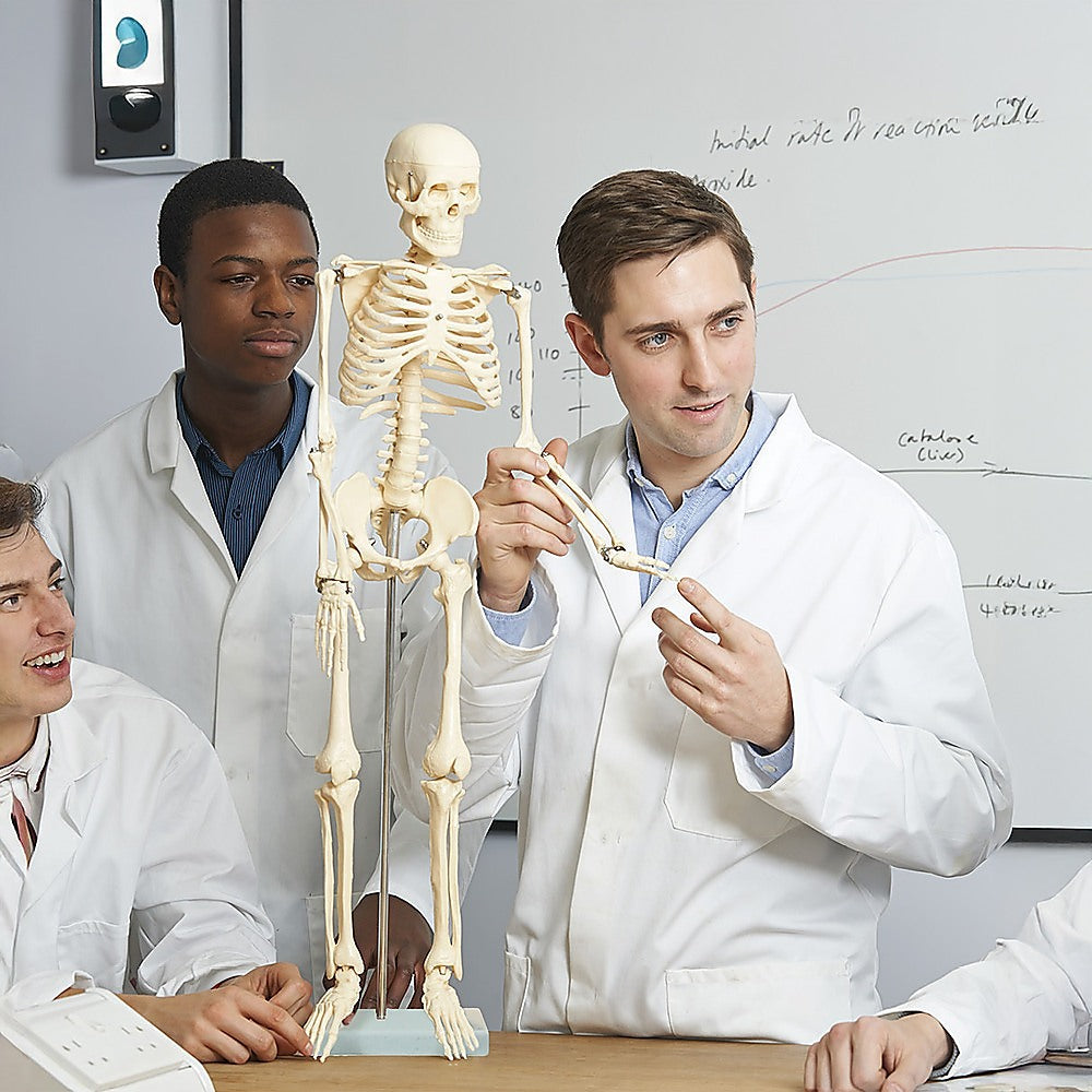 An 85cm tall human skeleton model with stand, designed for medical anatomy study, suitable for educational and activity use.