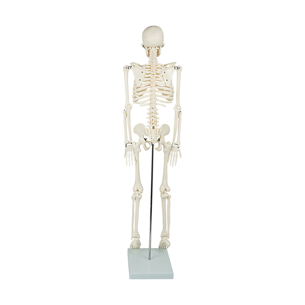 An 85cm tall human skeleton model with stand, used for medical anatomy education, suitable for kids' activity and educational play.