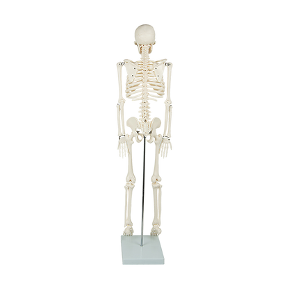 An 85cm tall human skeleton model with stand, used for medical anatomy education, suitable for kids' activity and educational play.