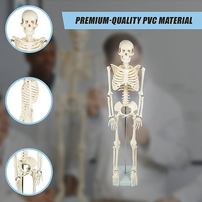 An 85cm tall human skeleton model with stand, designed for medical anatomy education, suitable for kids' activity and learning.
