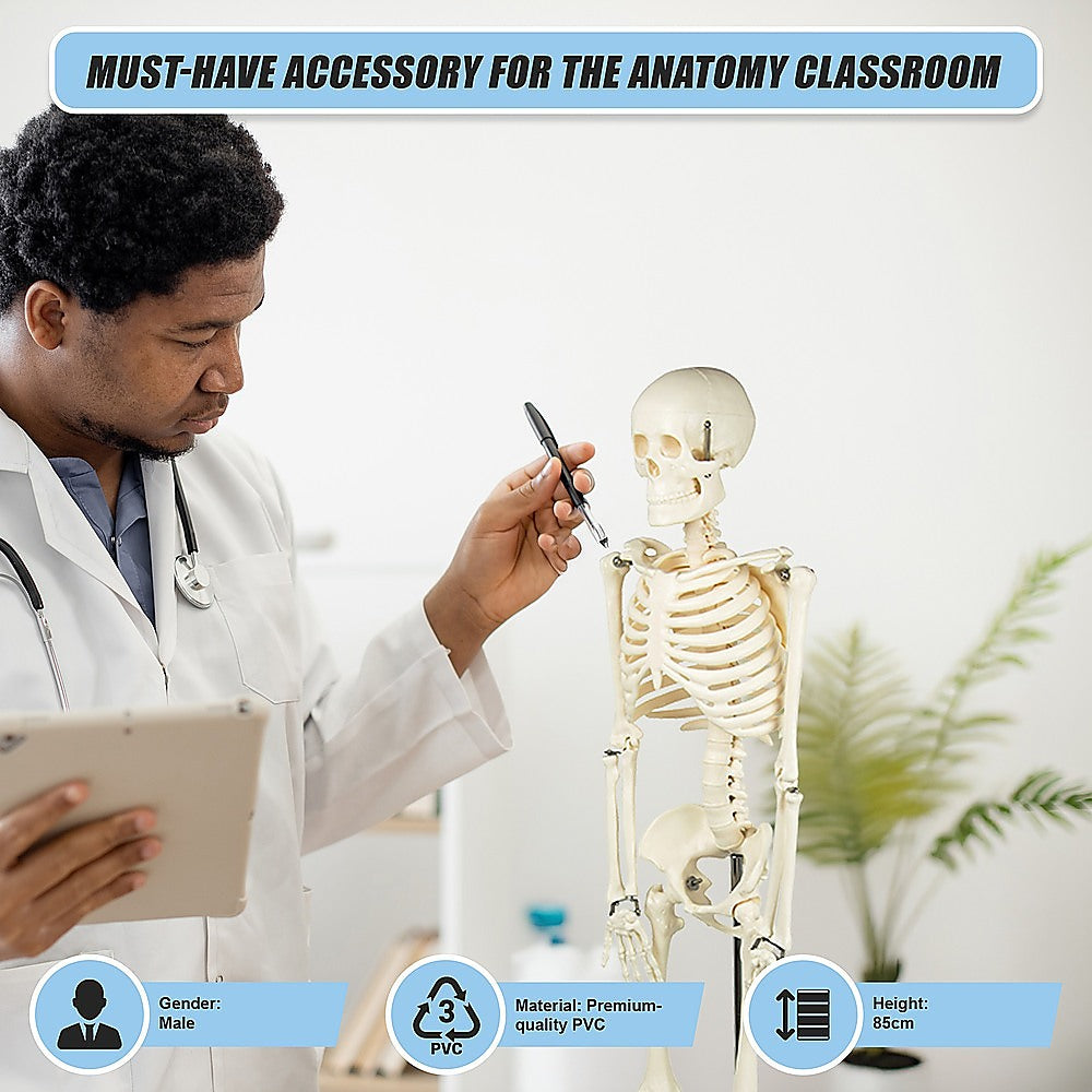 An 85cm tall human skeleton model on stand by Hlpmedical, used for medical anatomy education and children's activity play.