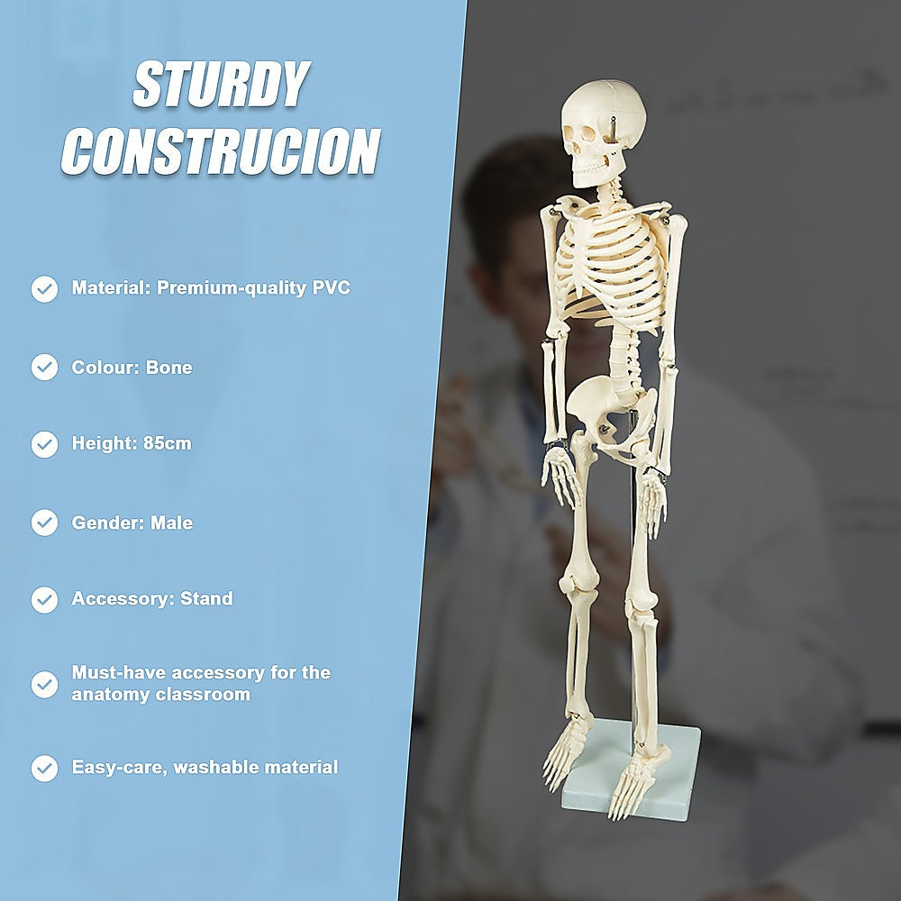 An 85cm tall Hlpmedical human skeleton model on stand, educational medical anatomy toy for kids and students.
