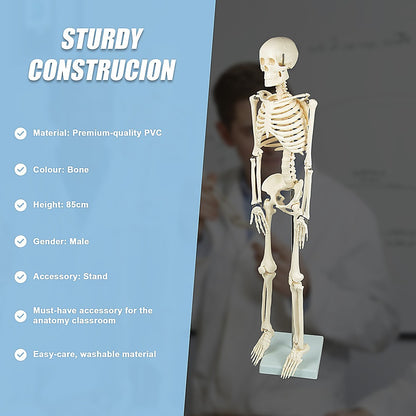 An 85cm tall Hlpmedical human skeleton model on stand, educational medical anatomy toy for kids and students.