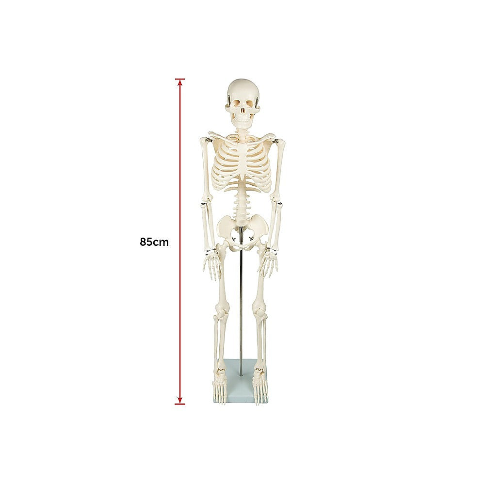 Anatomical 85cm tall human skeleton model with stand, suitable for medical anatomy education, by Hlpmedical.