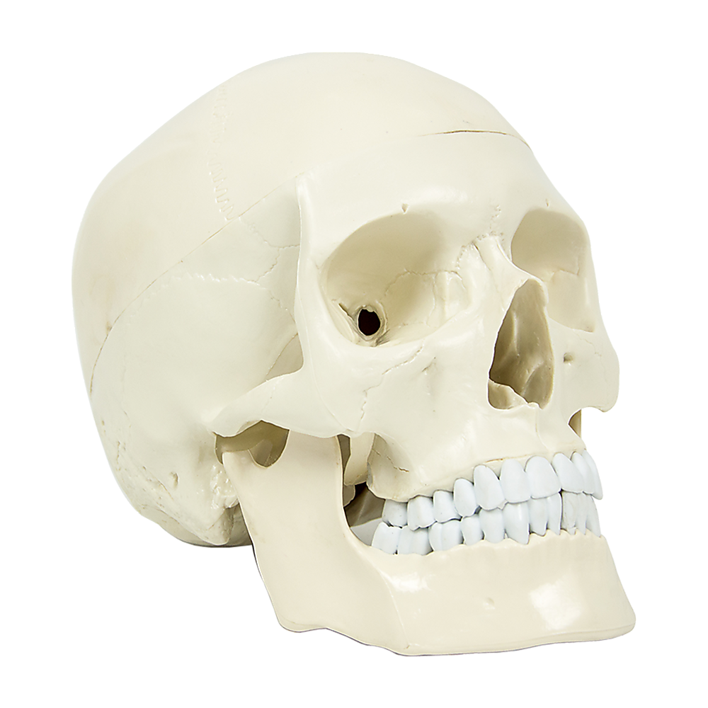 Life-size anatomical human skull model by Hlpmedical, detailed medical skeleton replica for educational and anatomical study.