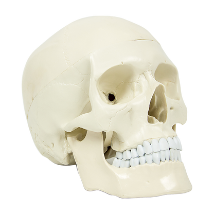 Life-size anatomical human skull model by Hlpmedical, detailed medical skeleton replica for educational and anatomical study.