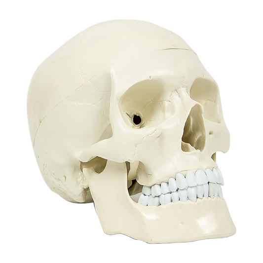 Life-size anatomical human skull model by Hlpmedical, detailed medical skeleton replica for educational and anatomical study.