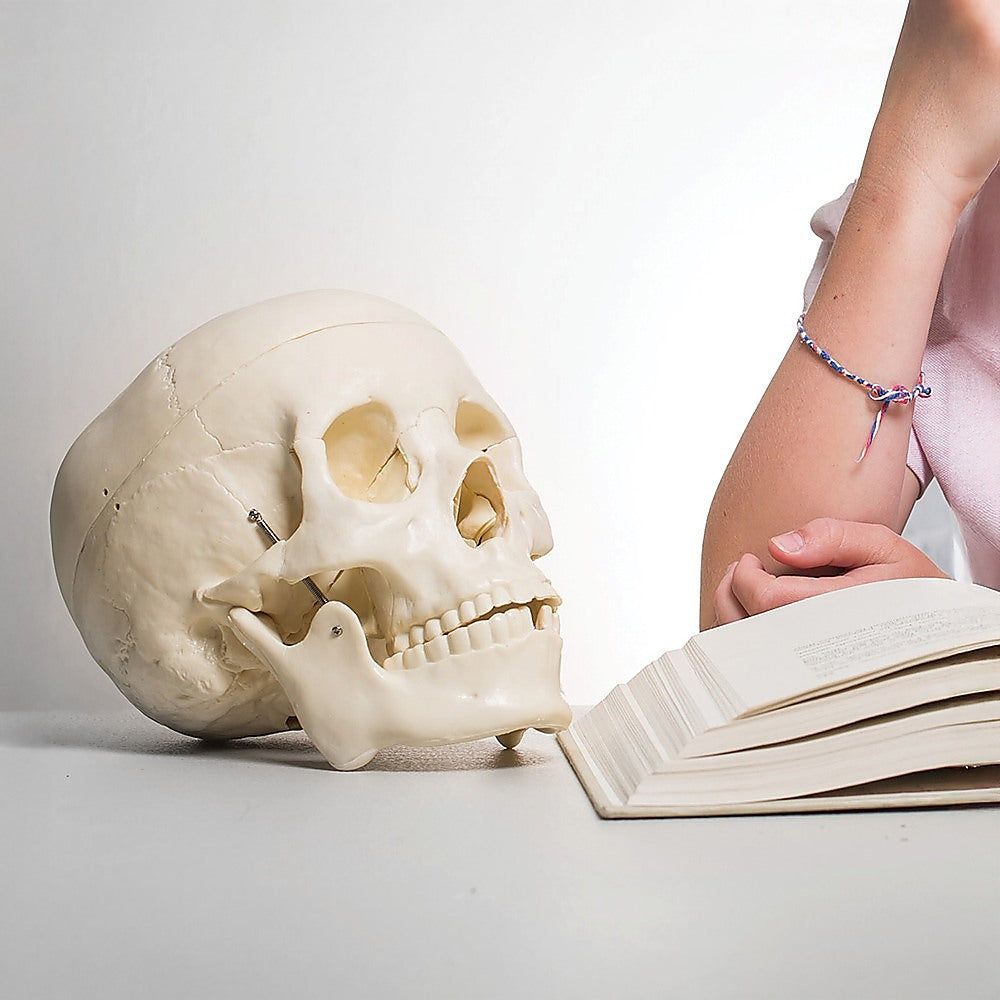 Life size anatomical human skull model by Hlpmedical, detailed medical skeleton replica for educational and display purposes.