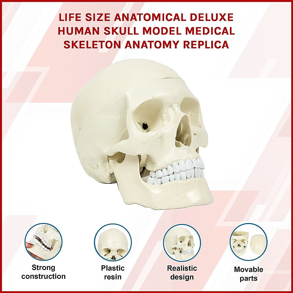 Life-size anatomical deluxe human skull model by Hlpmedical, detailed medical skeleton replica for educational and toy use.