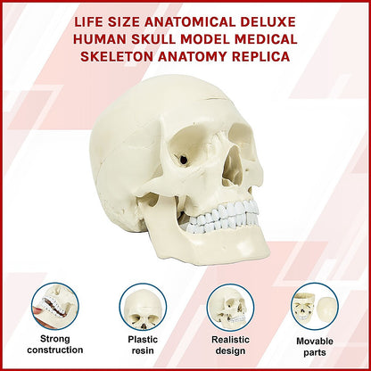 Life-size anatomical deluxe human skull model by Hlpmedical, detailed medical skeleton replica for educational and toy use.