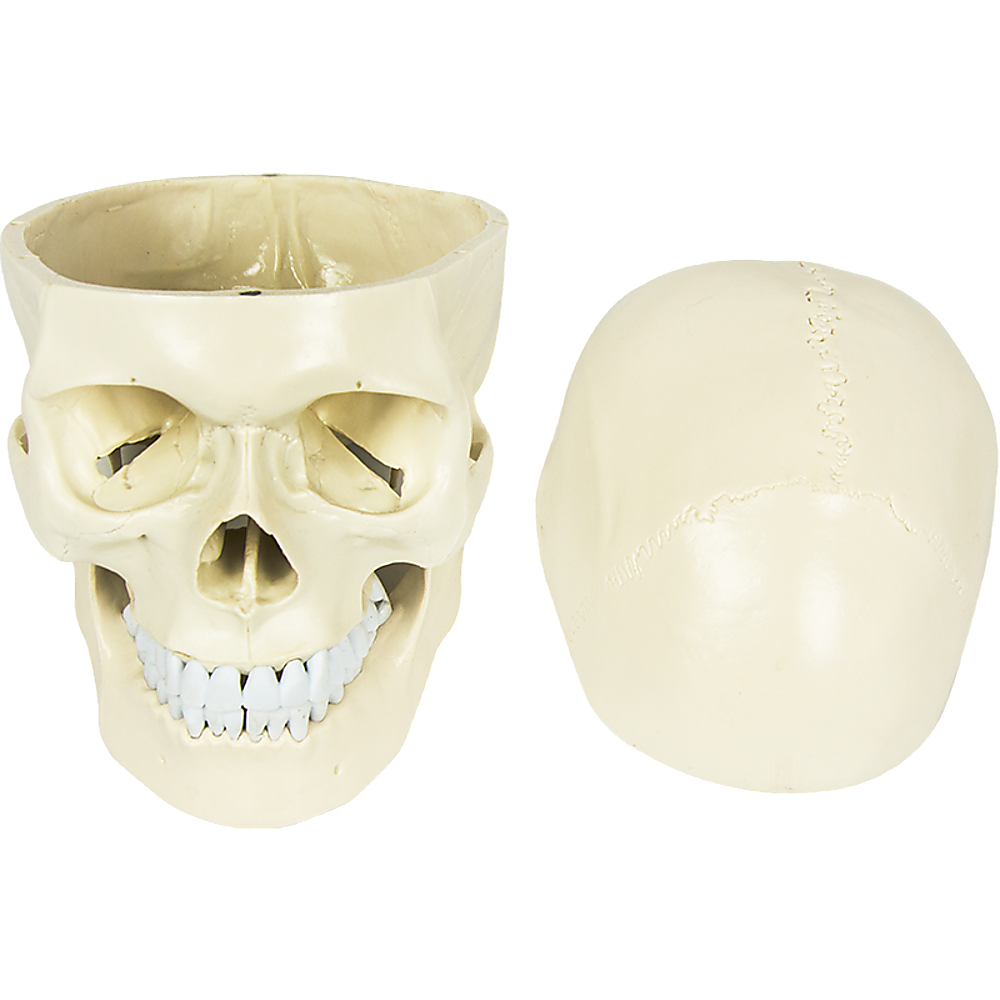 Life size anatomical deluxe human skull model by Hlpmedical, detailed medical skeleton replica for educational and anatomical study.