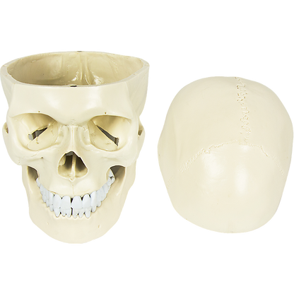 Life size anatomical deluxe human skull model by Hlpmedical, detailed medical skeleton replica for educational and anatomical study.