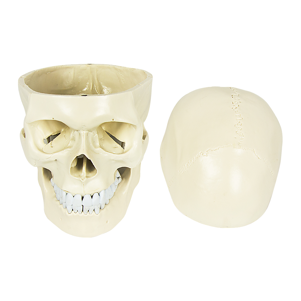Life-size anatomical human skull model by Hlpmedical, detailed medical skeleton replica for educational and display purposes.