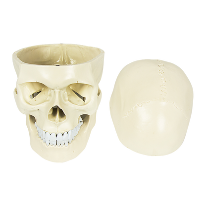 Life-size anatomical human skull model by Hlpmedical, detailed medical skeleton replica for educational and display purposes.