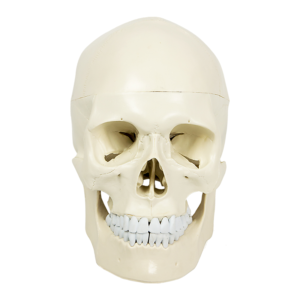 Life-size anatomical deluxe human skull model by Hlpmedical, detailed medical skeleton replica for educational and display purposes.