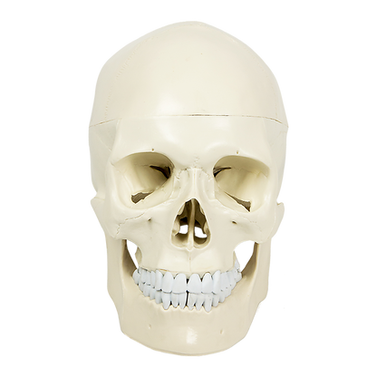 Life-size anatomical deluxe human skull model by Hlpmedical, detailed medical skeleton replica for educational and display purposes.