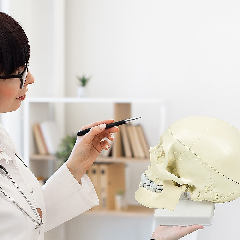 Life size anatomical human skull model by Hlpmedical, detailed medical skeleton replica for educational and display purposes.