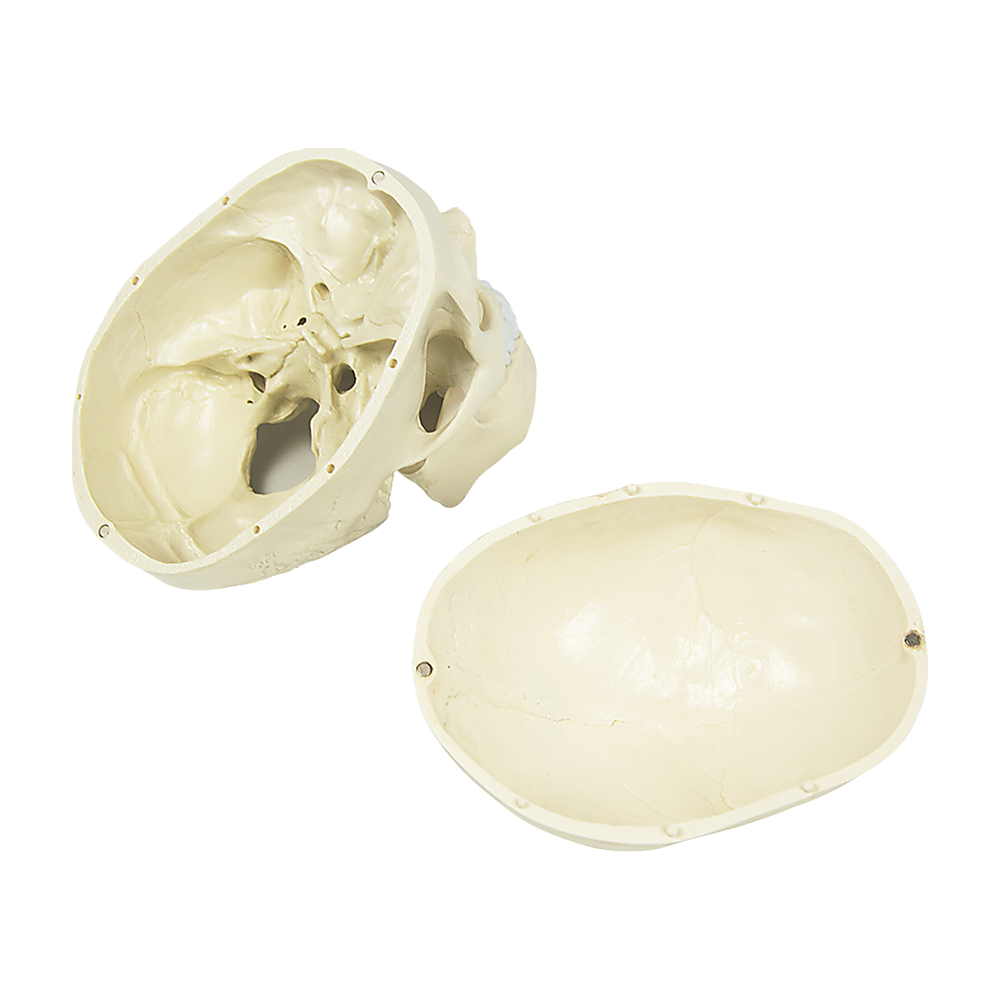 Life-size anatomical human skull model by Hlpmedical, detailed medical skeleton replica for educational and activity use.