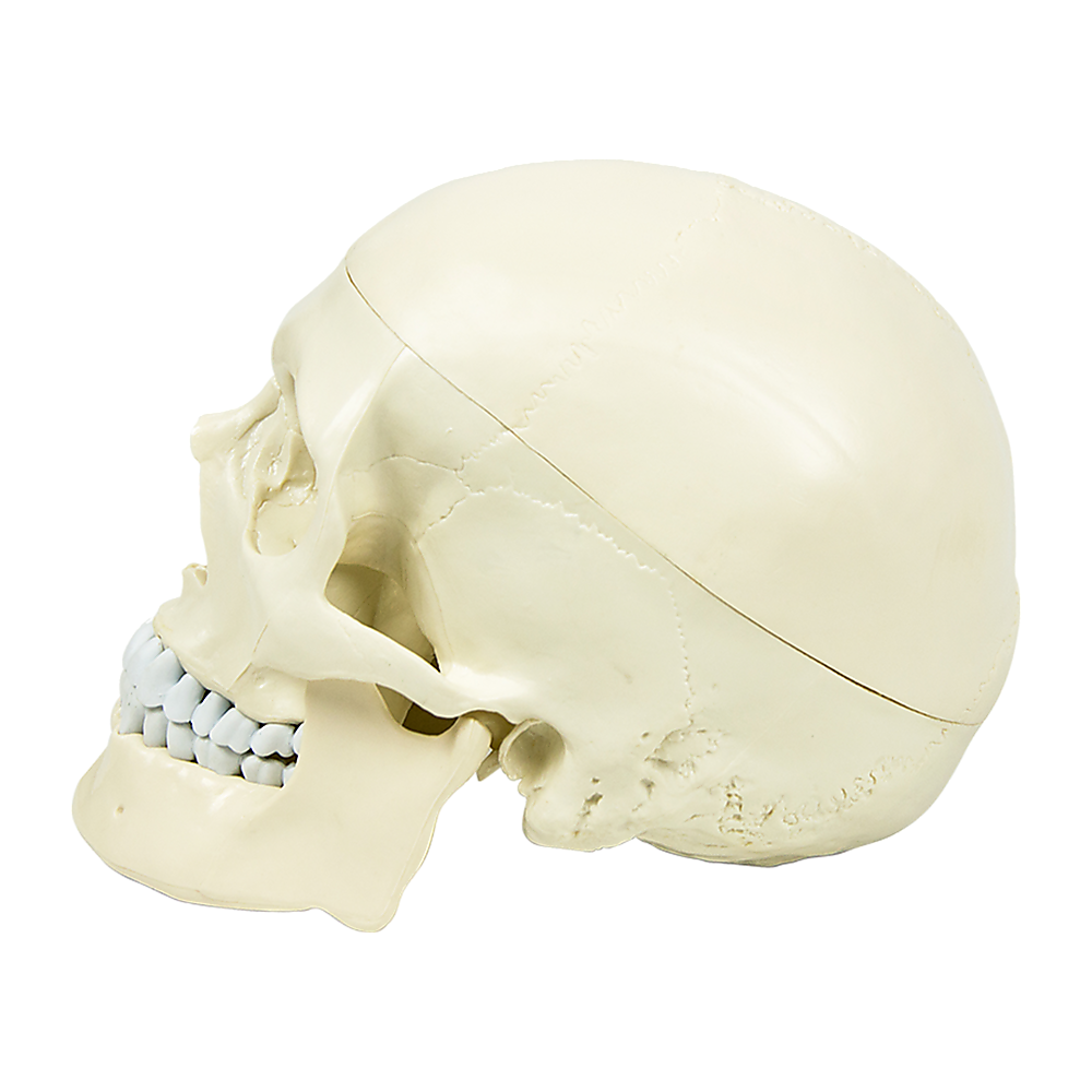 Life size anatomical deluxe human skull model by Hlpmedical, detailed medical skeleton replica for educational and display purposes.