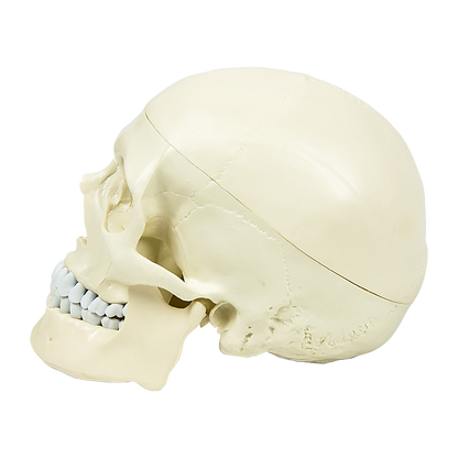 Life size anatomical deluxe human skull model by Hlpmedical, detailed medical skeleton replica for educational and display purposes.