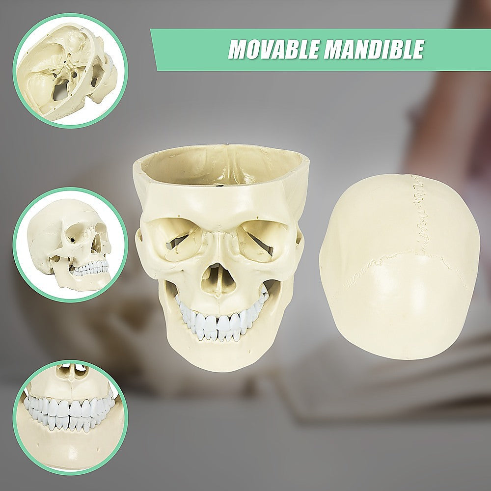 Life-size anatomical deluxe human skull model by Hlpmedical, detailed medical skeleton replica for educational and anatomy study.