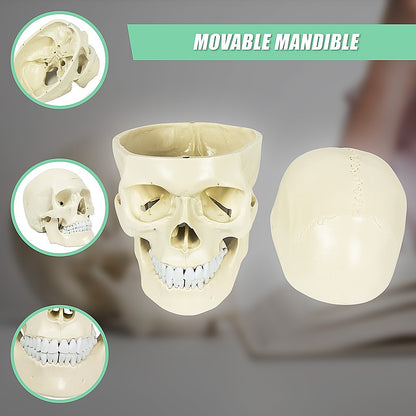 Life-size anatomical deluxe human skull model by Hlpmedical, detailed medical skeleton replica for educational and anatomy study.