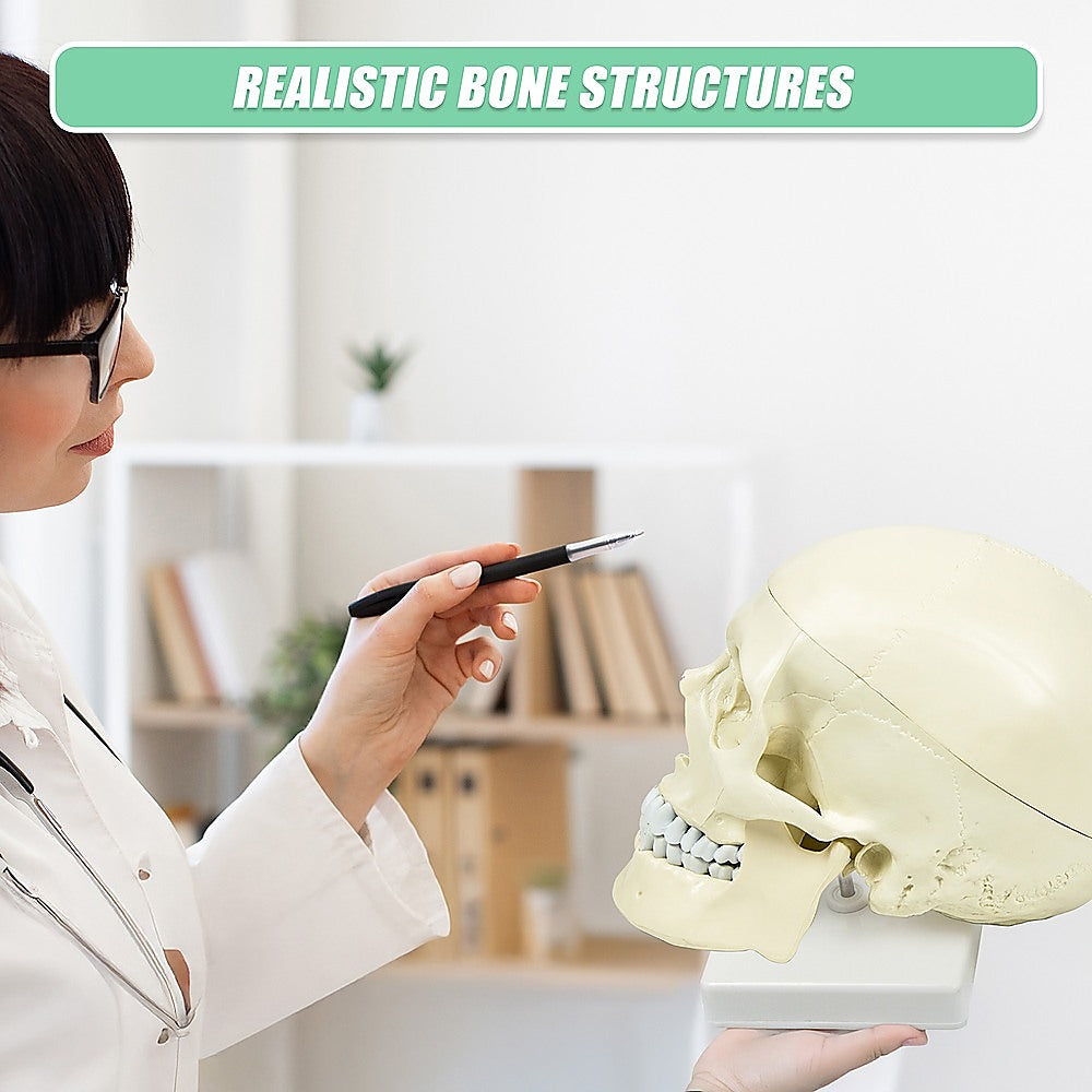 Life size anatomical deluxe human skull model by Hlpmedical, detailed medical skeleton replica for educational and anatomy study.