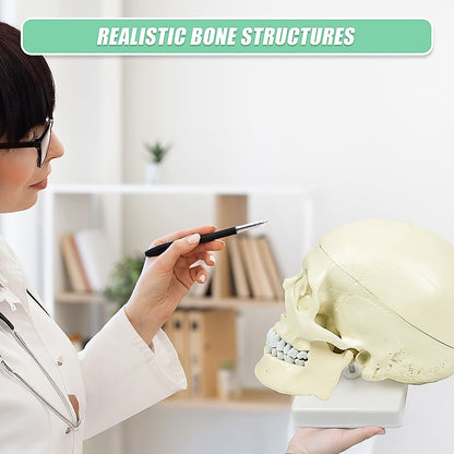 Life size anatomical deluxe human skull model by Hlpmedical, detailed medical skeleton replica for educational and anatomy study.
