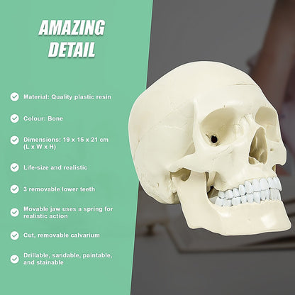 Life-size anatomical deluxe human skull model by Hlpmedical, detailed medical skeleton replica for educational and display purposes.