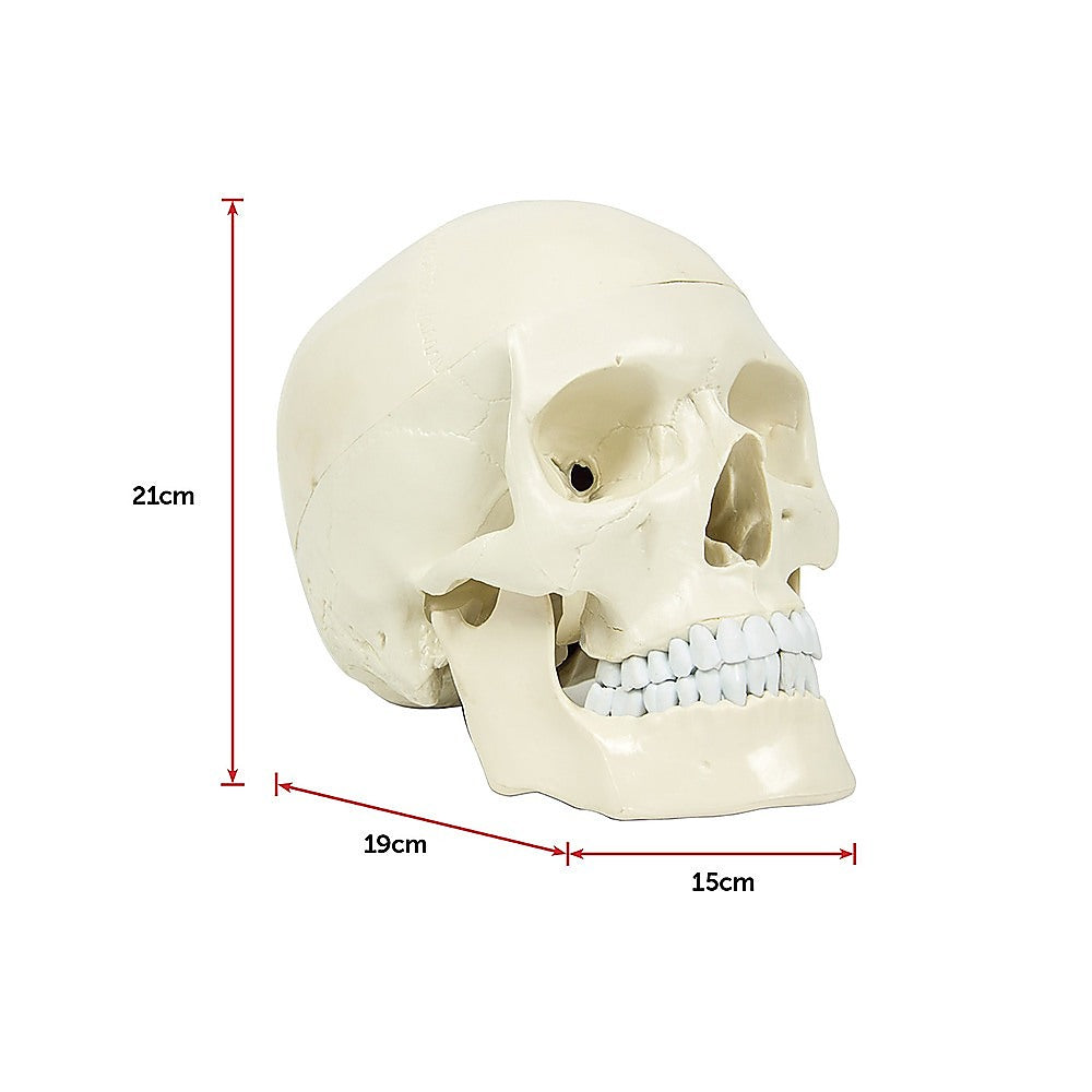 Life-size anatomical skull model by Hlpmedical showing detailed human skull for educational and medical study purposes.