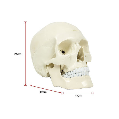 Life-size anatomical skull model by Hlpmedical showing detailed human skull for educational and medical study purposes.