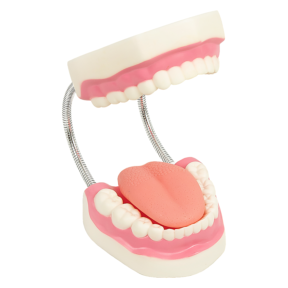 Hlpmedical dental tooth brushing model showing detailed teeth and gums for dental care education and teeth cleaning practice.