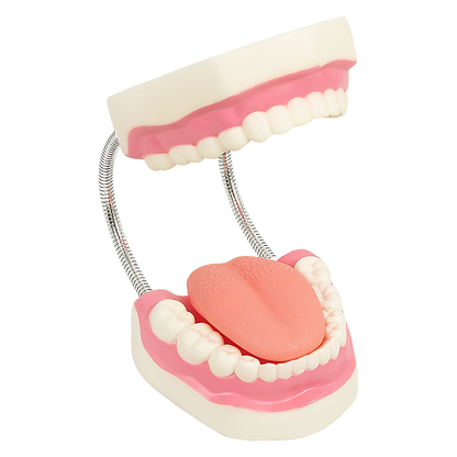 Hlpmedical dental tooth brushing model showing detailed teeth and gums for dental care education and teeth cleaning practice.