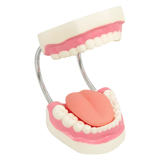Hlpmedical dental tooth brushing model showing detailed teeth and gums for dental care education and teeth cleaning practice.