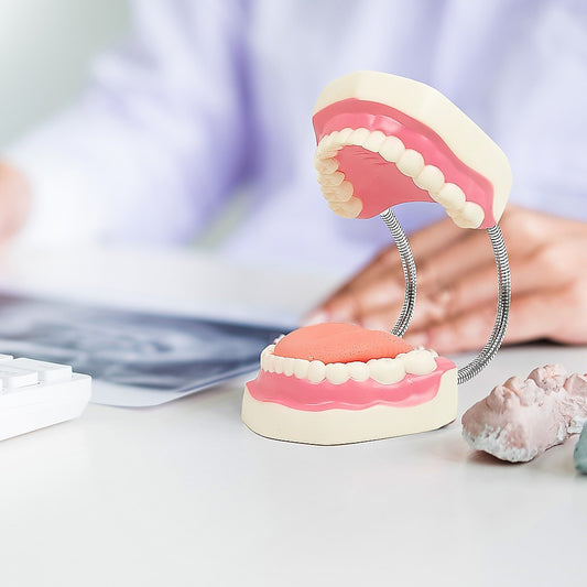 Dental tooth brushing model by Hlpmedical showing detailed teeth for dental care education and oral hygiene demonstration.