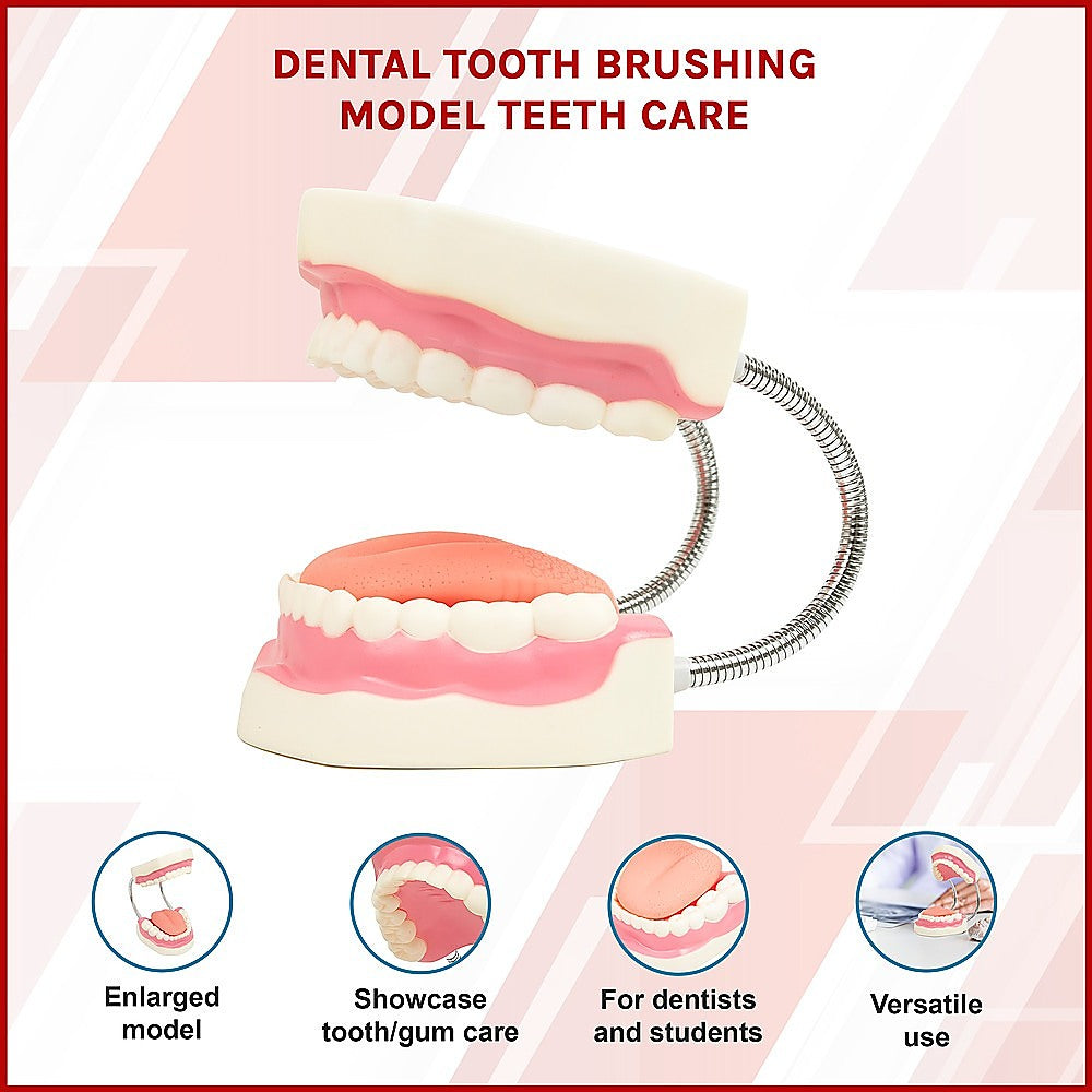 Dental tooth brushing model showing detailed teeth and gums for dental care education, by Hlpmedical.