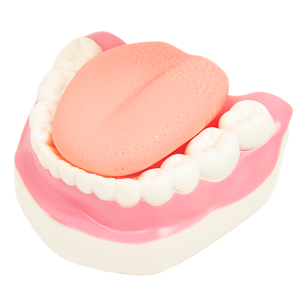 Hlpmedical dental tooth brushing model demonstrating proper brushing technique for teeth care and oral hygiene education.